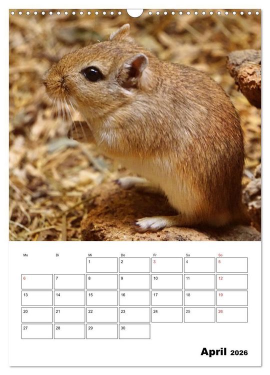 Produktbild: Lustige Rennm&auml;use (Wandkalender 2026 DIN A3 hoch), CALVENDO Monatskalender