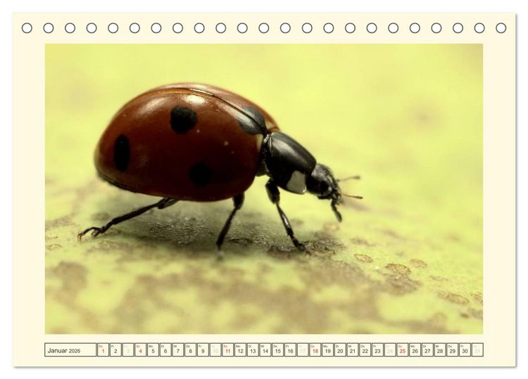 Produktbild: Marienk&auml;fer / 2026 (Tischkalender 2026 DIN A5 quer), CALVENDO Monatskalender