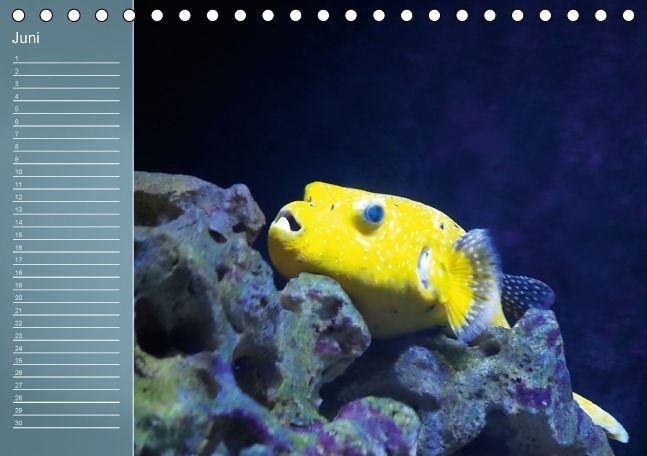 Produktbild: Bunte Riffbewohner - Fische, Anemonen und noch viel mehr (Tischkalender immerw&auml;hrend DIN A5 quer)