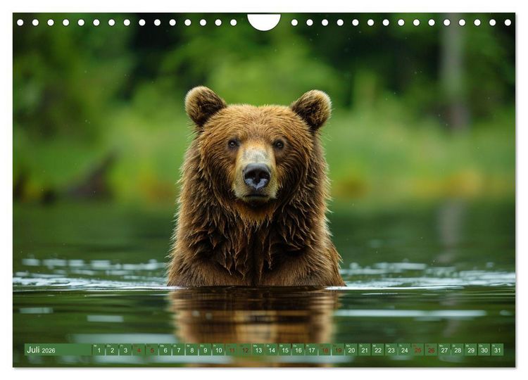 Produktbild: Wildes B&auml;renland (Wandkalender 2026 DIN A4 quer), CALVENDO Monatskalender