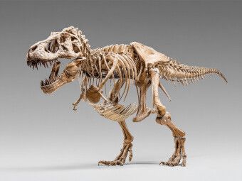 Produktbild: CALVENDO Puzzle Dinosaurier Tyrannosaurus Rex - K&ouml;nig der J&auml;ger | 1000 Teile Lege-Gr&ouml;&szlig;e 64x48cm Foto-Puzzle f&uuml;r gl&uuml;ckliche Stunden