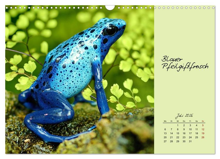 Produktbild: Heimische und exotische Amphibien (Wandkalender 2026 DIN A3 quer), CALVENDO Monatskalender