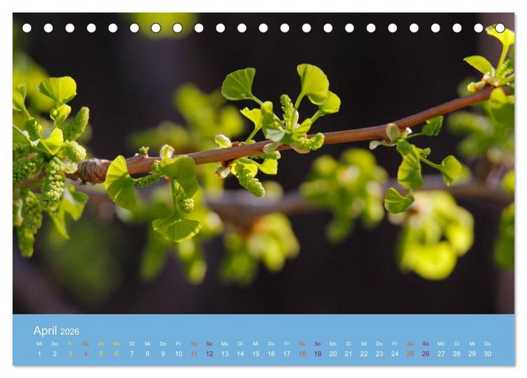 Produktbild: Geliebter Ginkgo (Tischkalender 2026 DIN A5 quer), CALVENDO Monatskalender