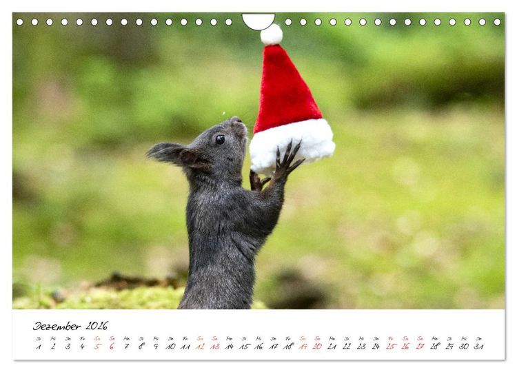 Produktbild: Die Schwarzwald-Eichh&ouml;rnchen (Wandkalender 2026 DIN A4 quer), CALVENDO Monatskalender