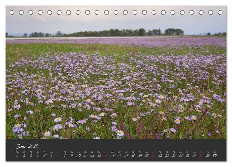 Produktbild: Natur erleben Seewinkel-Neusiedlersee (Tischkalender 2026 DIN A5 quer), CALVENDO Monatskalender