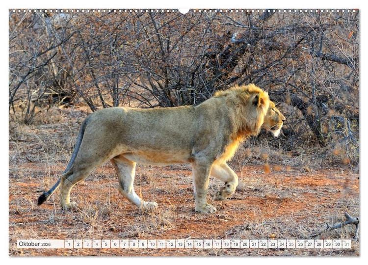 Produktbild: S&uuml;dafrika / Landschaften & Tiere / Christian Heeb (hochwertiger Premium Wandkalender 2026 DIN A2 quer), Kunstdruck in Hochglanz