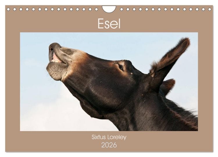 Produktbild: Esel - Sixtus Loreley (Wandkalender 2026 DIN A4 quer), CALVENDO Monatskalender