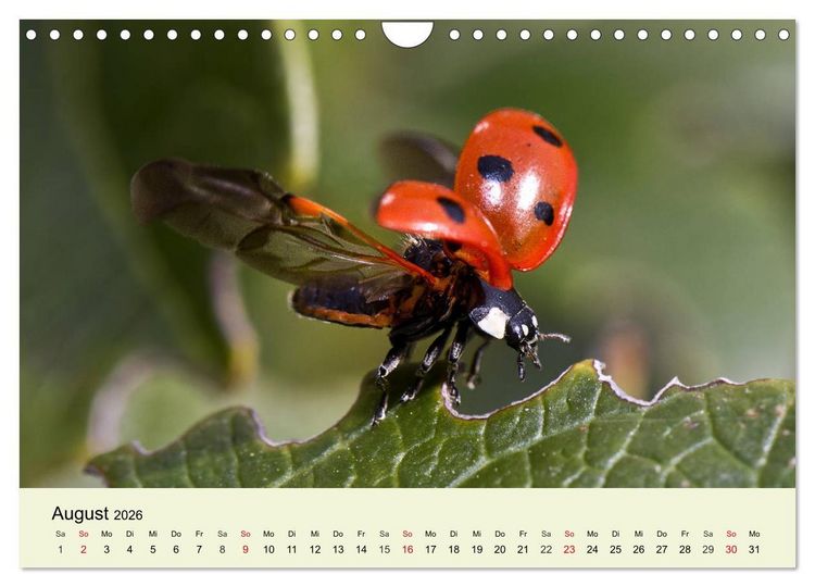 Produktbild: Insekten. Faszinierend und wichtig (Wandkalender 2026 DIN A4 quer), CALVENDO Monatskalender