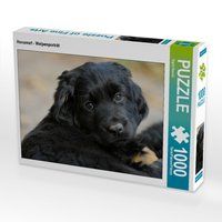 Produktbild: CALVENDO Puzzle Hovawart - Welpenportr&auml;t 1000 Teile Lege-Gr&ouml;&szlig;e 64 x 48 cm Foto-Puzzle Bild von Sigrid Starick