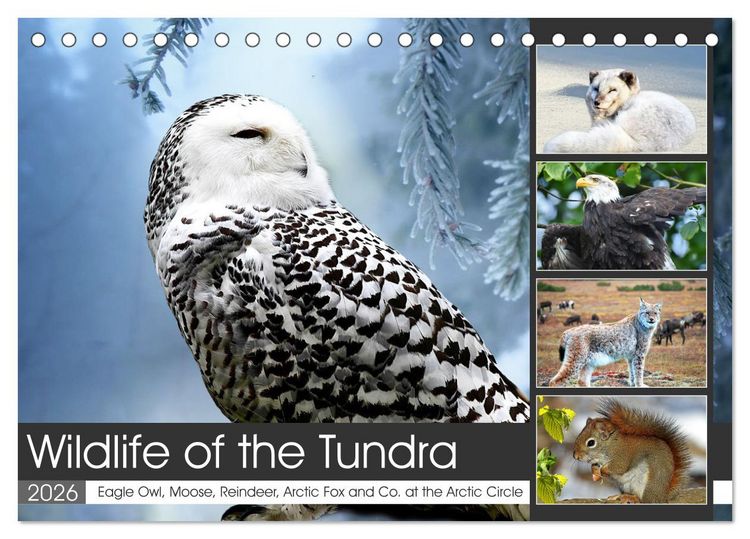 Produktbild: Wildlife of the Tundra (Desk Calendar 2026 DIN A5 landscape), CALVENDO 12 Month DeskCalendar