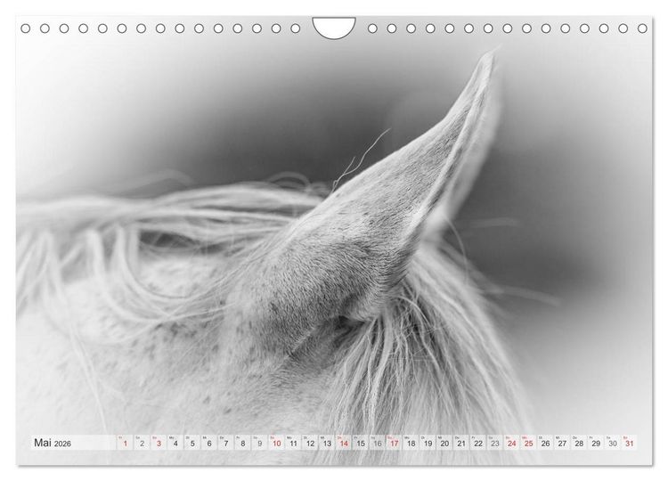 Produktbild: Emotionale Momente: Wei&szlig;e Pferde in schwarzwei&szlig;. (Wandkalender 2026 DIN A4 quer), CALVENDO Monatskalender