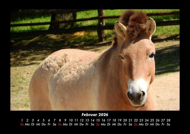 Produktbild: Pferde Kalender 2026 Fotokalender DIN A3