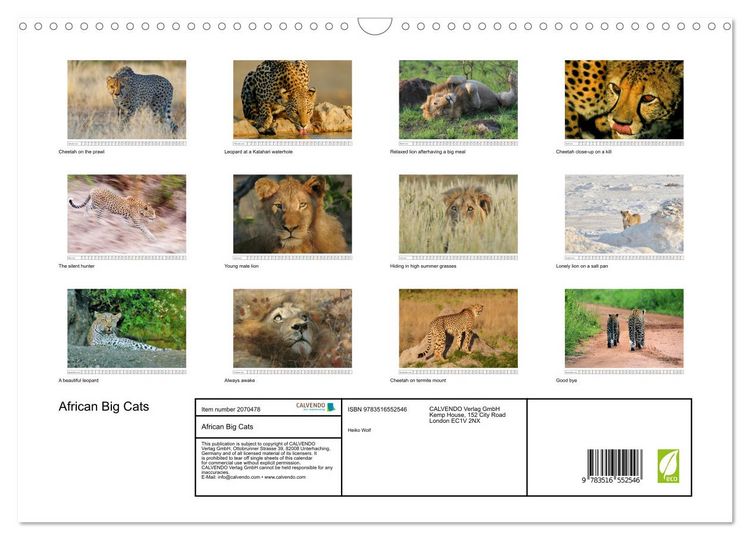 Produktbild: African Big Cats (Wall Calendar 2026 DIN A3 landscape), CALVENDO 12 Month Wall Calendar