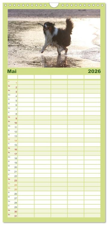 Produktbild: Familienplaner 2026 - Australian Shepherd - H&uuml;tehunde mit Familienanschluss mit 5 Spalten (Wandkalender, 21 x 45 cm) CALVENDO