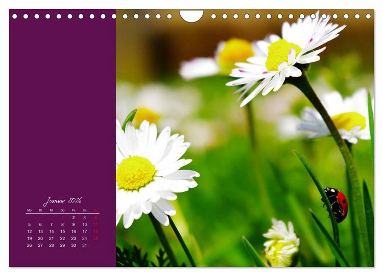 Produktbild: Momente des Gl&uuml;cks (Wandkalender 2026 DIN A4 quer), CALVENDO Monatskalender