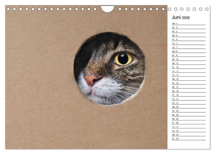 Produktbild: Karton Katzen (Wandkalender 2026 DIN A4 quer), CALVENDO Monatskalender