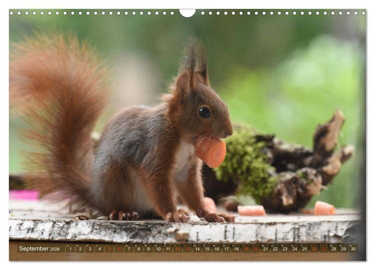Produktbild: Neuer Spa&szlig; mit Eichh&ouml;rnchen-Kindern (Wandkalender 2026 DIN A3 quer), CALVENDO Monatskalender