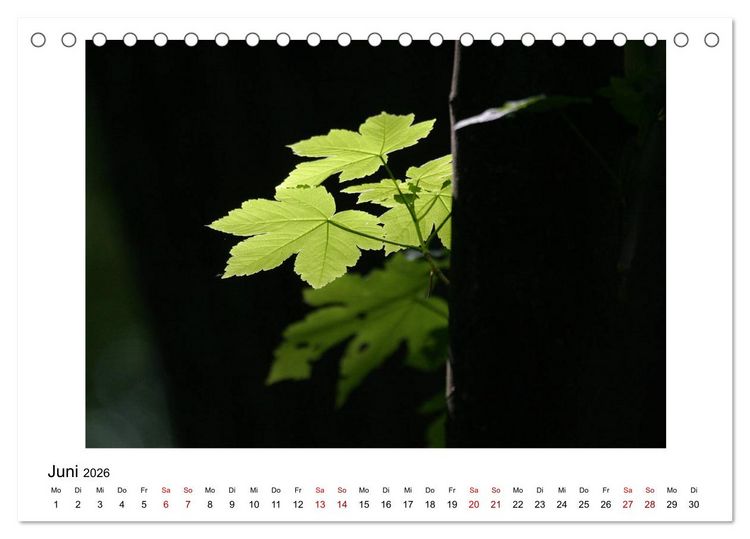 Produktbild: Nymphenburger Park (Tischkalender 2026 DIN A5 quer), CALVENDO Monatskalender