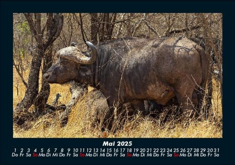 Produktbild: Welt der Tiere 2025 Fotokalender DIN A5