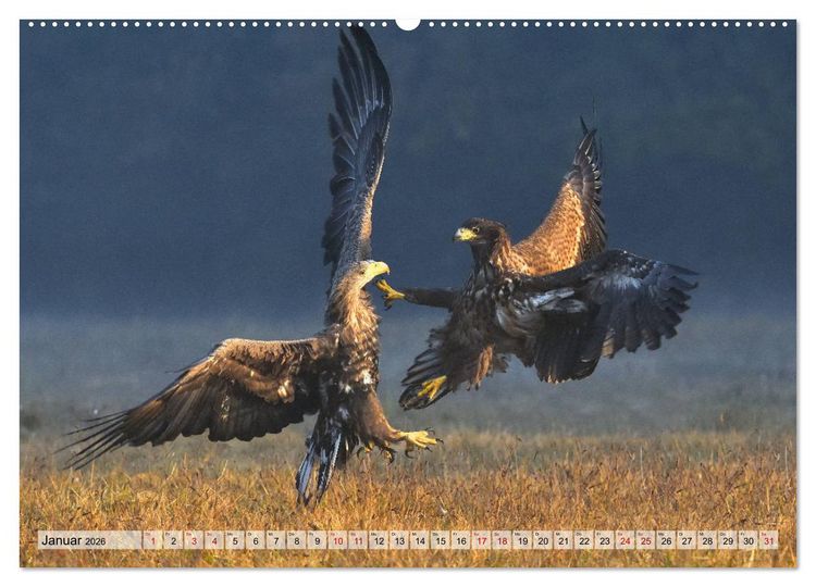 Produktbild: Majest&auml;tische Seeadler (Wandkalender 2026 DIN A2 quer), CALVENDO Monatskalender