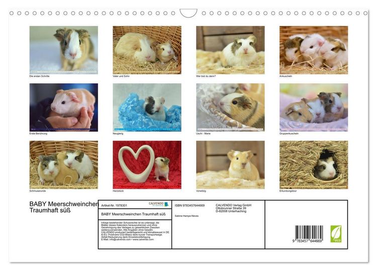 Produktbild: BABY Meerschweinchen Traumhaft s&uuml;&szlig; (Wandkalender 2026 DIN A3 quer), CALVENDO Monatskalender