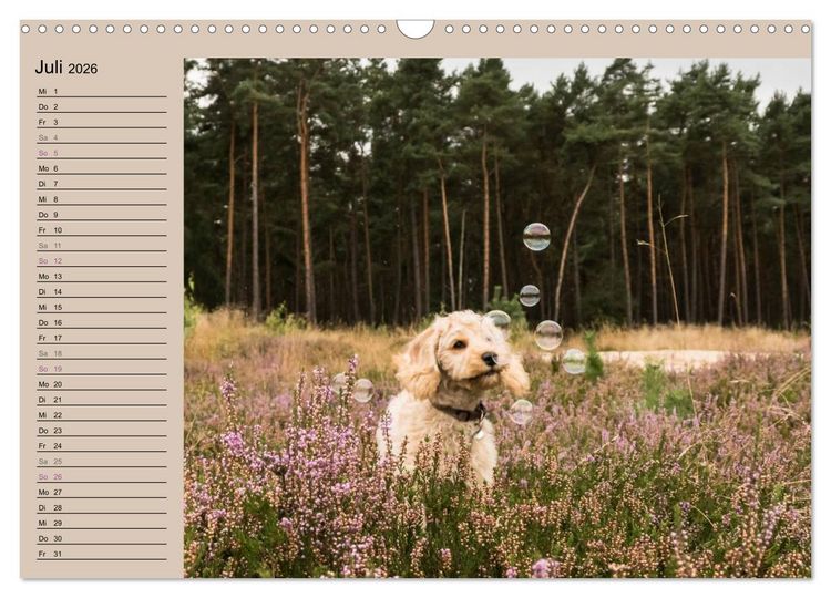 Produktbild: Ein Labradoodle-Welpe in der Heide (Wandkalender 2026 DIN A3 quer), CALVENDO Monatskalender