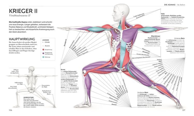 Produktbild: Yoga verstehen - Die Anatomie der Yoga-Haltungen