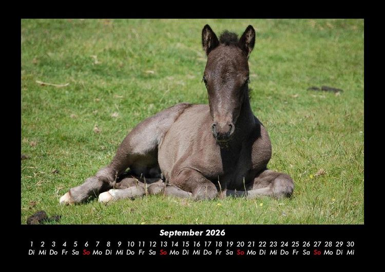 Produktbild: Tierkalender 2026 Fotokalender DIN A3