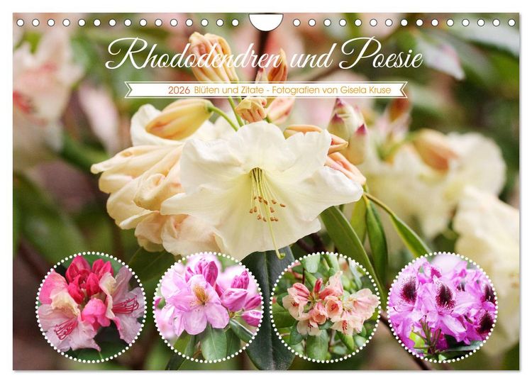 Produktbild: Rhododendren und Poesie (Wandkalender 2026 DIN A4 quer), CALVENDO Monatskalender