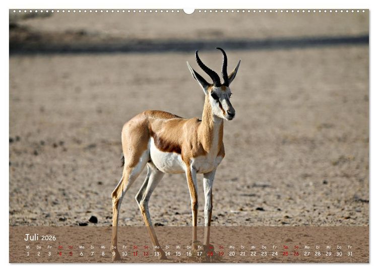 Produktbild: Kgalagadi - Fauna und Wildtiere in der Kalahari (hochwertiger Premium Wandkalender 2026 DIN A2 quer), Kunstdruck in Hochglanz