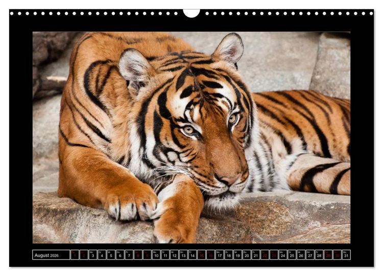 Produktbild: Tiger, L&ouml;we und Co. (Wandkalender 2026 DIN A3 quer), CALVENDO Monatskalender