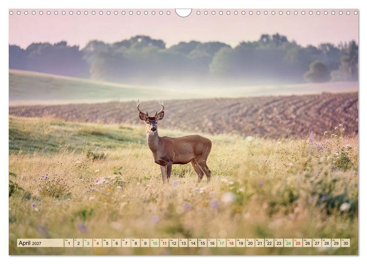 Produktbild: Zwischen den Feldern (Wandkalender 2027 DIN A3 quer), CALVENDO Monatskalender