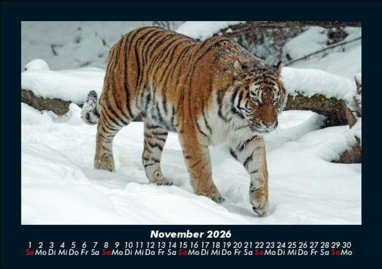 Produktbild: Tiger 2026 Fotokalender DIN A5