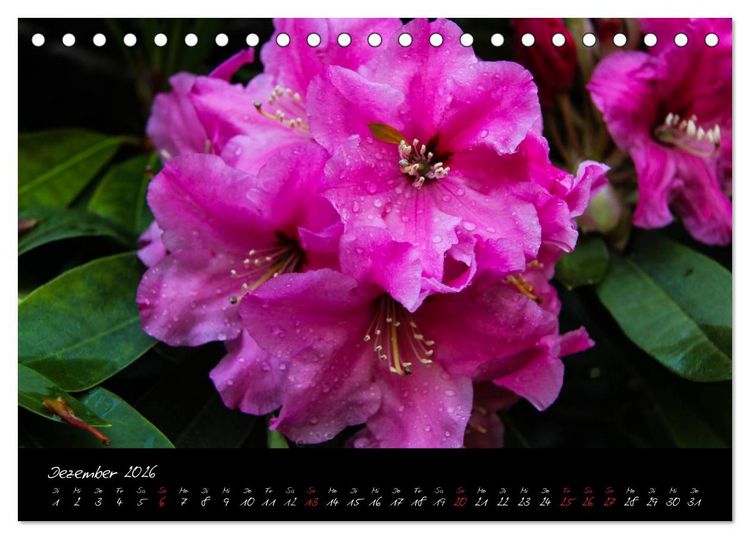 Produktbild: Butchart Gardens 2026 (Tischkalender 2026 DIN A5 quer), CALVENDO Monatskalender