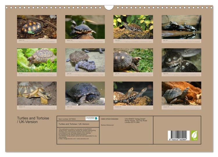 Produktbild: Turtles and Tortoise / UK-Version (Wall Calendar 2026 DIN A3 landscape), CALVENDO 12 Month Wall Calendar