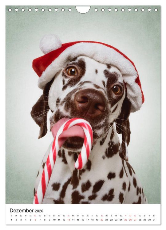 Produktbild: Chaosdalmatiner Sirius und Snape (Wandkalender 2026 DIN A4 hoch), CALVENDO Monatskalender