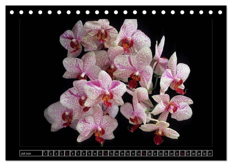 Produktbild: Orchideen 2026 (Tischkalender 2026 DIN A5 quer), CALVENDO Monatskalender