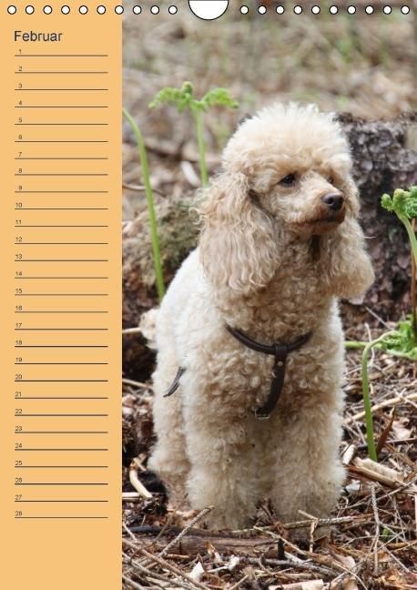 Produktbild: Pudel / Geburtstagskalender (Wandkalender immerw&auml;hrend DIN A4 hoch)