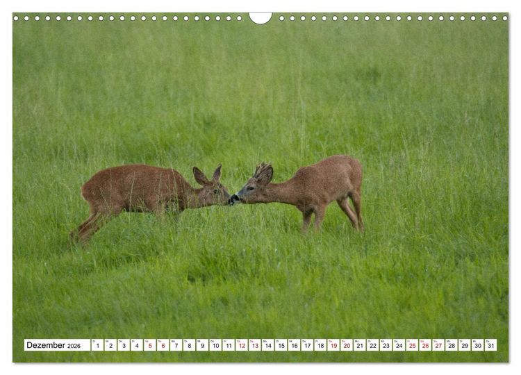 Produktbild: Anmut mit sanften Augen - Rehwild in der freien Natur (Wandkalender 2026 DIN A3 quer), CALVENDO Monatskalender