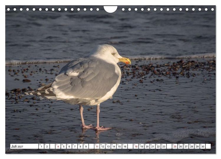 Produktbild: M&ouml;wen- Botschafter des Windes (Wandkalender 2027 DIN A4 quer), CALVENDO Monatskalender
