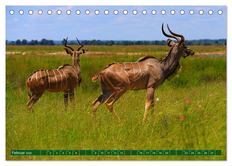 Produktbild: Botswana- Pirschfahrt mit Garantie auf Wildlife (Tischkalender 2026 DIN A5 quer), CALVENDO Monatskalender