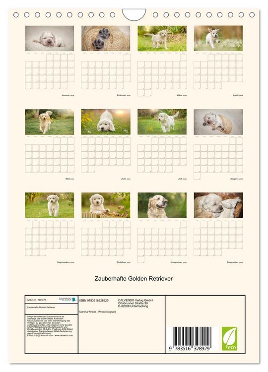 Produktbild: Zauberhafte Golden Retriever (Wandkalender 2026 DIN A4 hoch), CALVENDO Monatskalender
