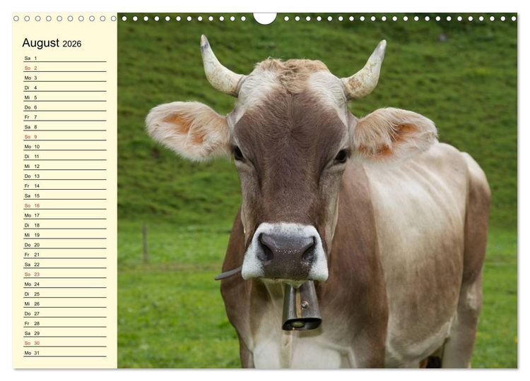 Produktbild: Gl&uuml;ckliche K&uuml;he auf saftigen Wiesen (Wandkalender 2026 DIN A3 quer), CALVENDO Monatskalender
