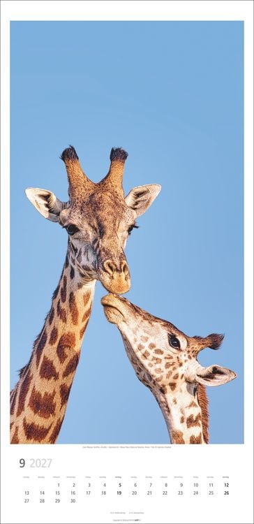 Produktbild: Giraffen Kalender 2027