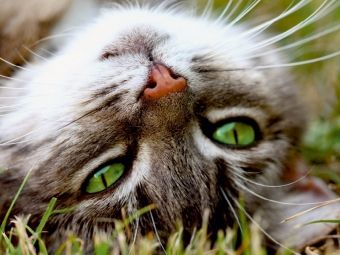 Produktbild: Nahaufnahme einer Katze (Puzzle)