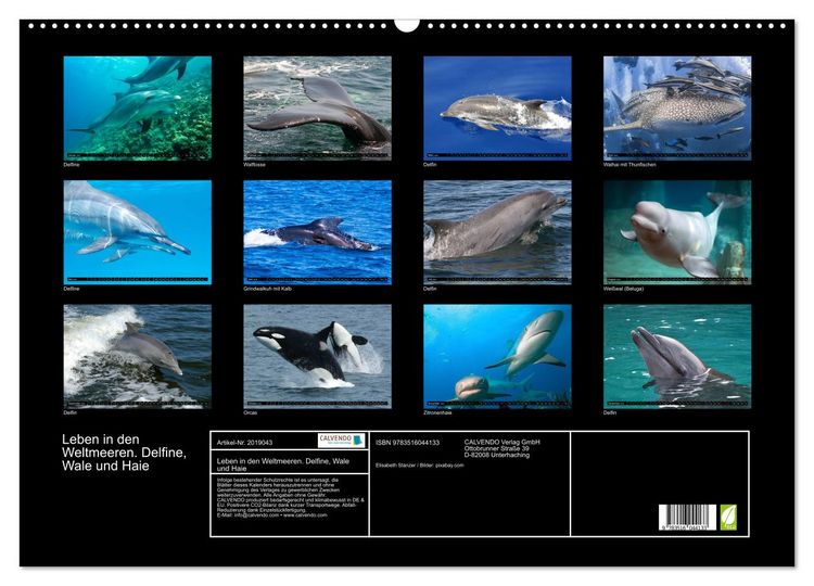 Produktbild: Leben in den Weltmeeren. Delfine, Wale und Haie (Wandkalender 2026 DIN A2 quer), CALVENDO Monatskalender