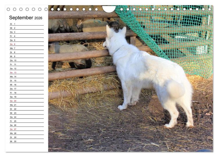Produktbild: Berger Blanc Suisse - Wei&szlig;er Schweizer Sch&auml;ferhund (Wandkalender 2026 DIN A4 quer), CALVENDO Monatskalender