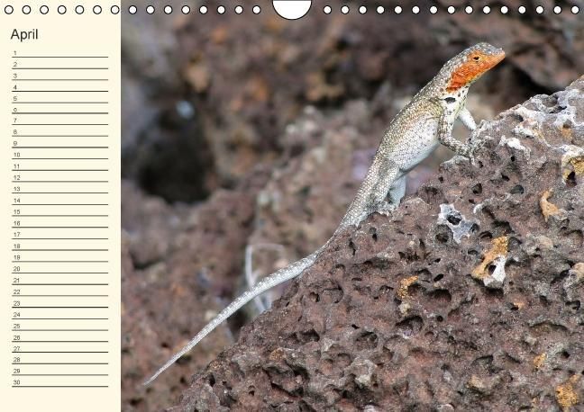 Produktbild: Gal&aacute;pagos Geburtstagskalender (Wandkalender immerw&auml;hrend DIN A4 quer)