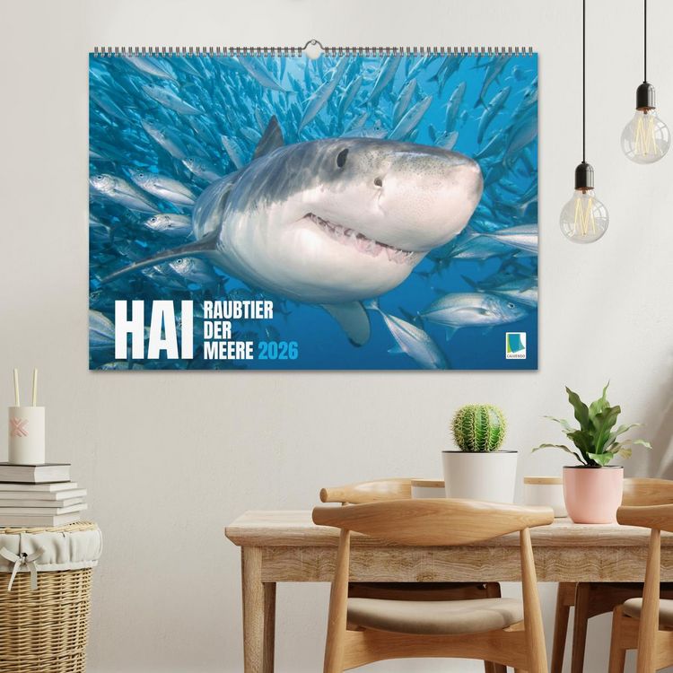 Produktbild: Hai: Raubtier der Meere (Wandkalender 2026 DIN A2 quer), CALVENDO Monatskalender