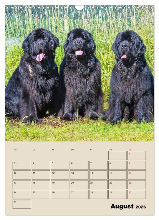 Produktbild: Familienplaner Neufundl&auml;nder - Freund und Retter (Wandkalender 2026 DIN A3 hoch), CALVENDO Monatskalender